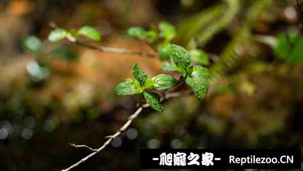 143045jd0aocumauazizrq.jpg