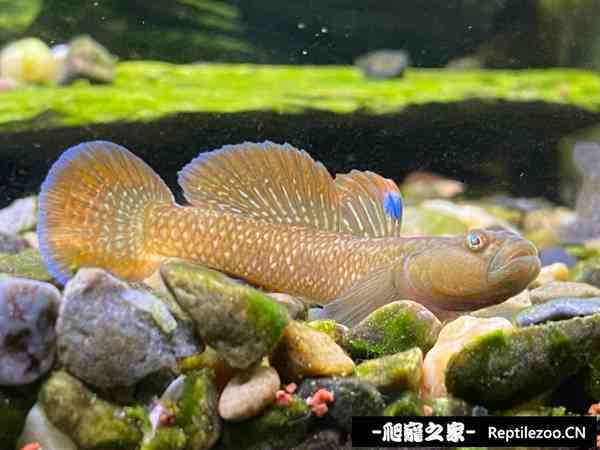 143954fll1ile87u1ud1lu.jpg