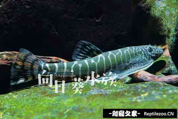 144047vn32s0u5isk7m7na.jpg