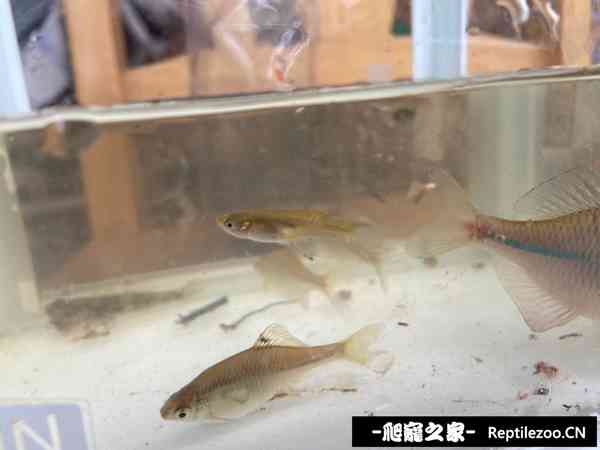 144104ch3cz1431gh066e0.jpg