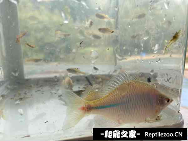 144106p4sq442xtkxkkhsl.jpg