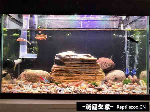 144501wf8vf8cgbermr7mg.jpg