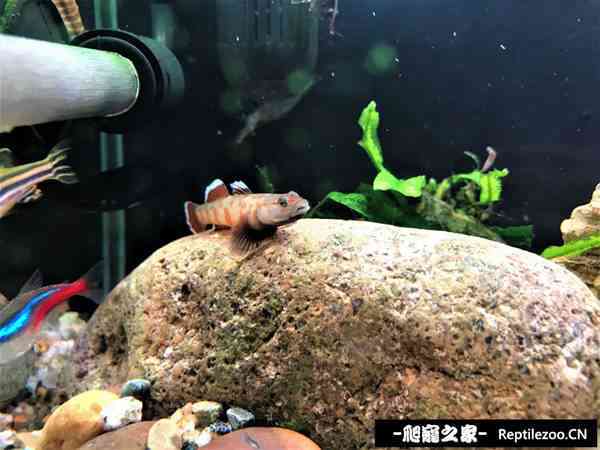 144509fbzudaoazsuxt6b8.jpg