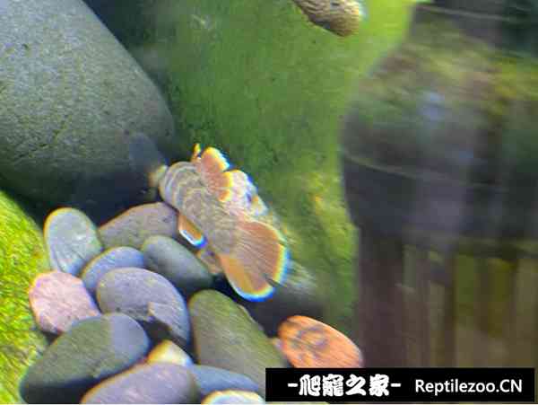 145011lf33bf1llbh5f8vl.jpg