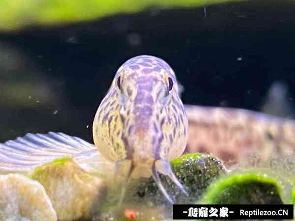145033pr2gg1517zpdqrrp.jpg