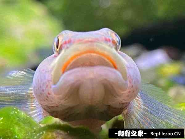 145035ac8g8cmgcczltcdc.jpg