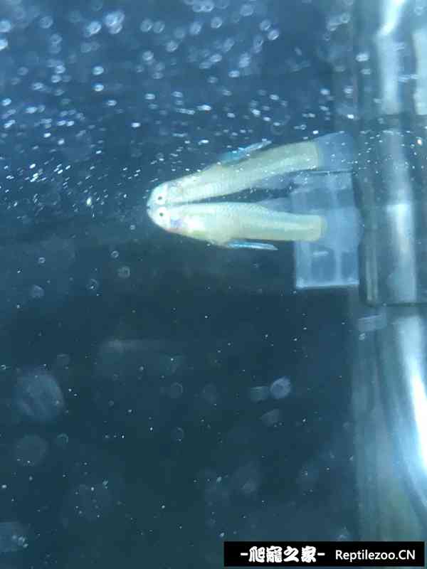 145055g2ex2ppiwocidoea.jpg