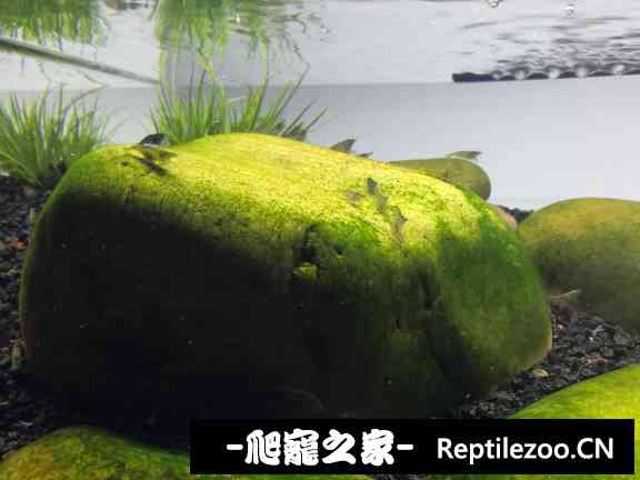 145214rogo3tw66wjnjown.jpg