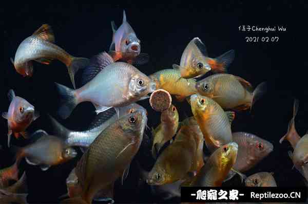 145222syyoyz1a11yyjfw0.jpg