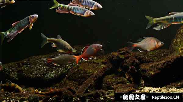 145402xrw95fpcp59ppprp.jpg