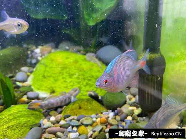 145503rrfcnpuipniceup8.jpg