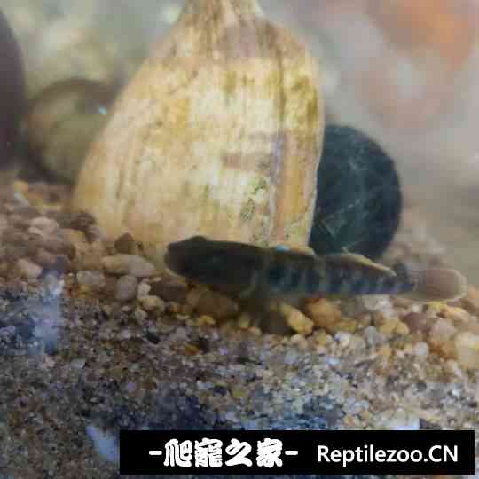 145516cd04h9bigecbgeq4.jpg