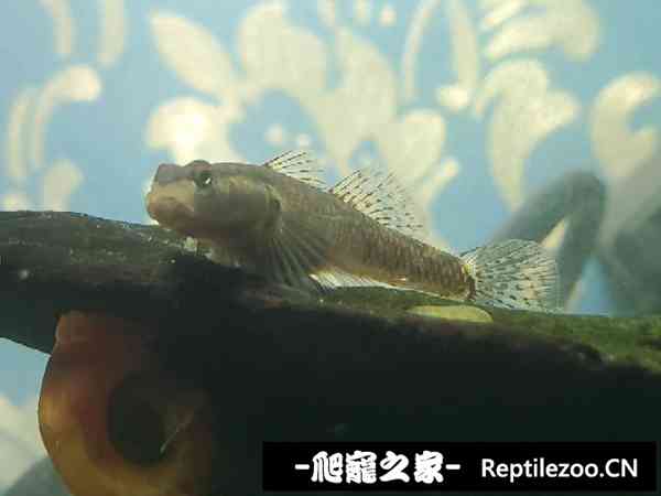 145528bnr99x1na1ibttee.jpg