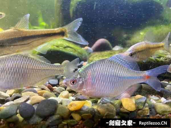 145626dq9e1a1wzem1aqd0.jpg