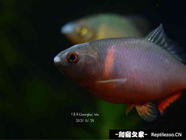 145641zq6f9u6ct7p1i6jt.jpg
