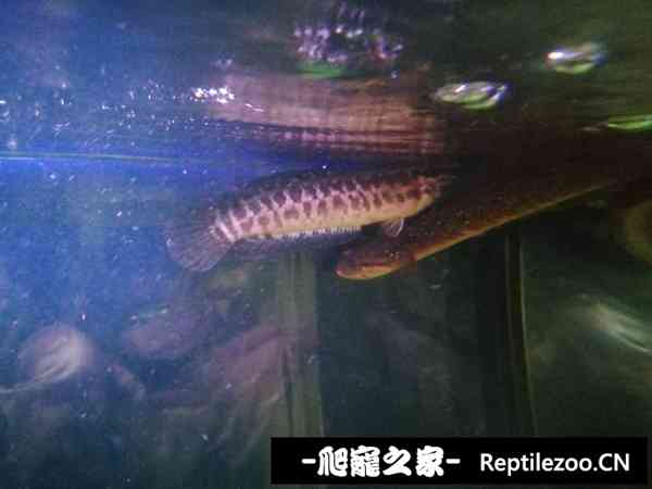 145659jcq28z77r8rm6ofo.jpg
