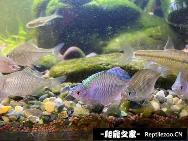 145711ang2zun5wvtb9ui2.jpg
