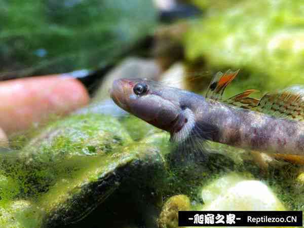 145746djobuzcjmpkpcmik.jpg