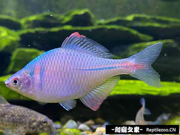 145758pxs6qvvv62qh17m7.jpg