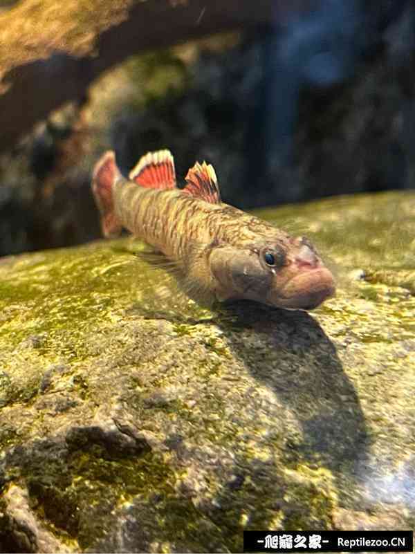 145820vdapobs8o3a14zd0.jpg