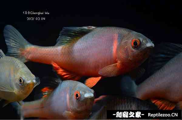 150008p66uznoy6wu449rw.jpg