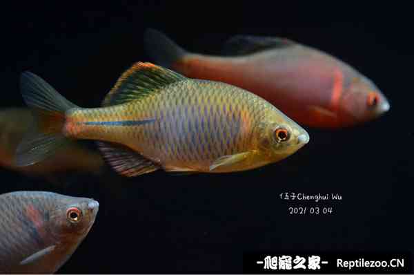 150010xo71zg6vs0gvu1s7.jpg