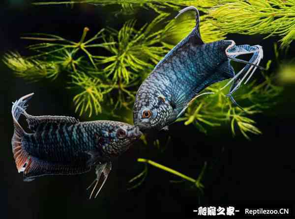 150136c8sxnxp64qfdvnkf.jpg