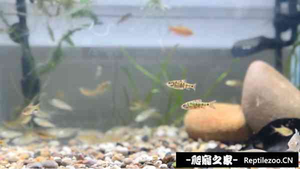 150255c51tkq51ues8mwm8.jpg