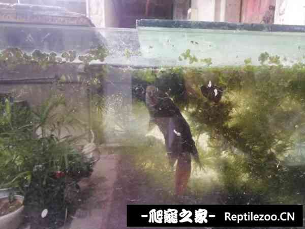 150322z7amkkyltktmiang.jpg