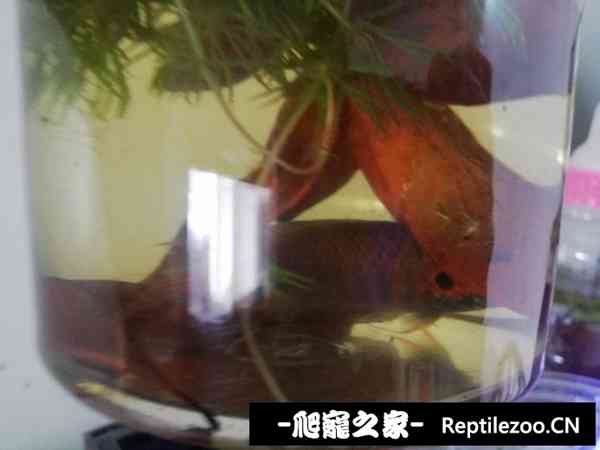 150347eyqccznxz3xgla3a.jpg