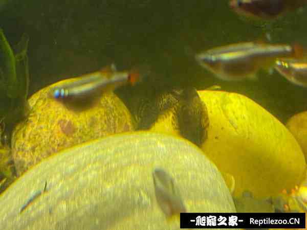 150353ayx001lenzwz213j.jpg