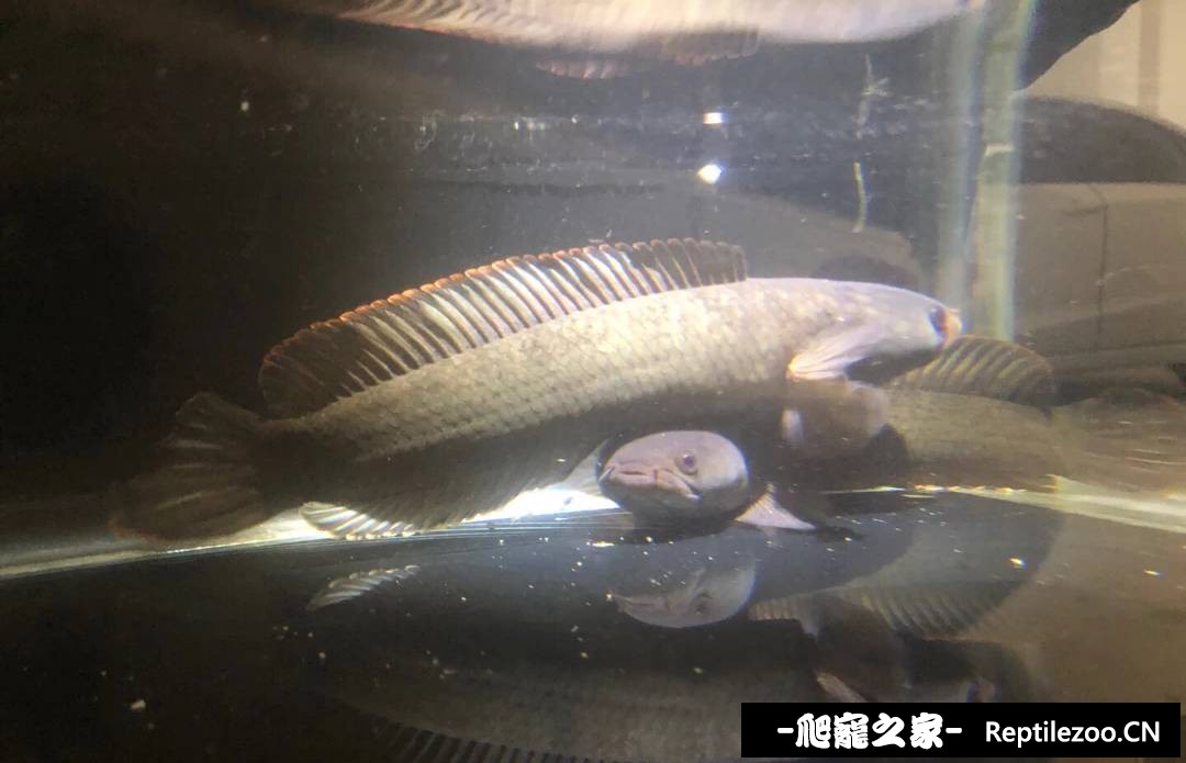 150504ceg8qtt9obee72ca.png