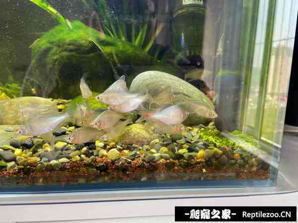 150509vj6m9mremj2u52at.jpg