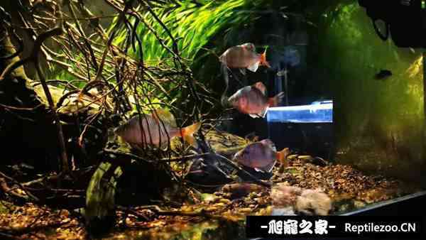150552pdtwrx9w599w379s.jpg