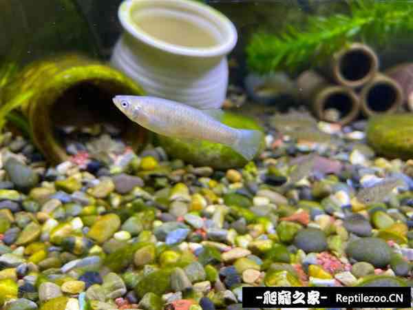 150558ipzi44mh4dgdkgiz.jpg