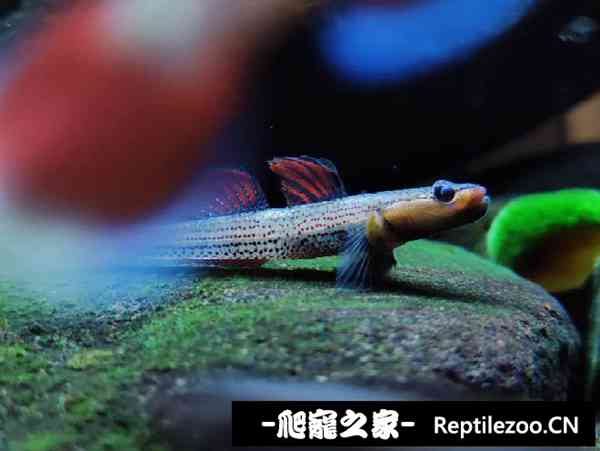 150749mph4hz9hfjzkg4k2.jpg