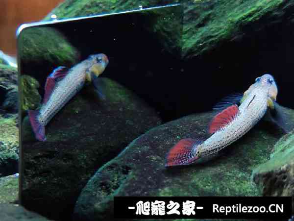 150750fvlc4alphu0b4a7l.jpg