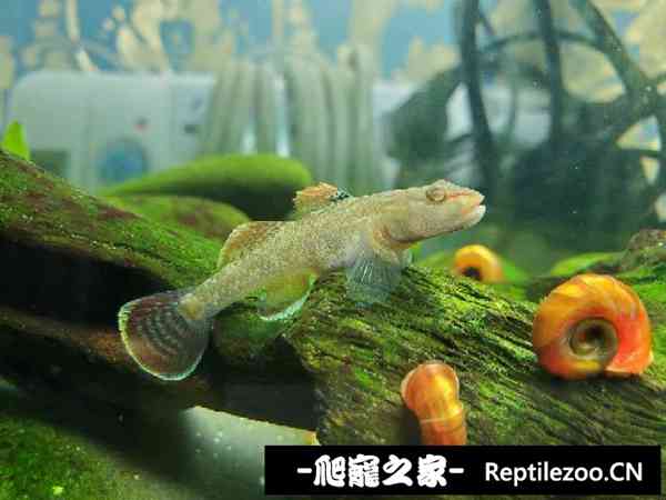 151241v8cn8yr4zmuz6lly.jpg