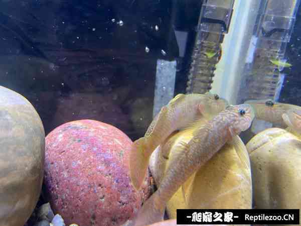 151332g0xm9sbzm9lsbl0d.jpg
