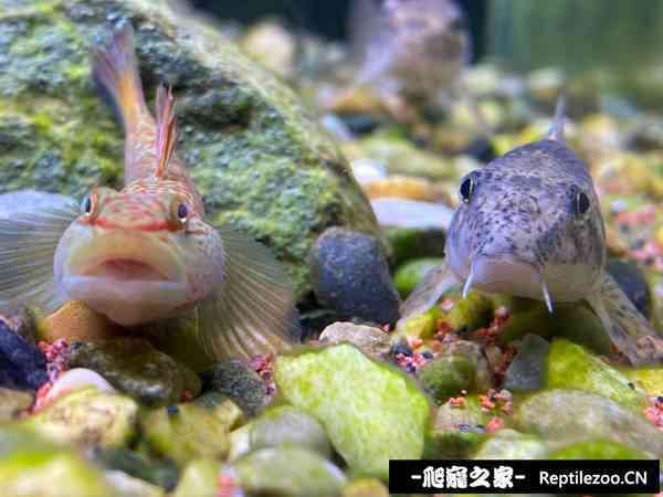 151340iri2or5zbc2huxwk.jpg