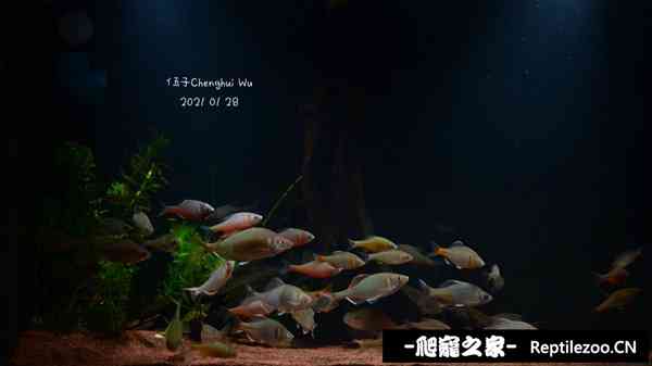 151704zlyzlmcdy9bbbmfy.jpg