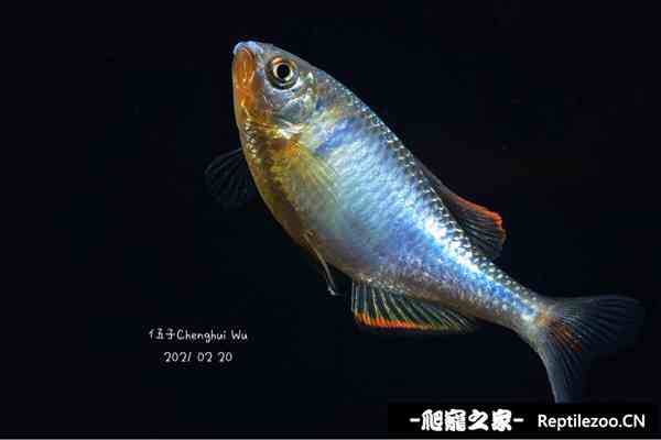 151726jflj1g1bggeagele.jpg