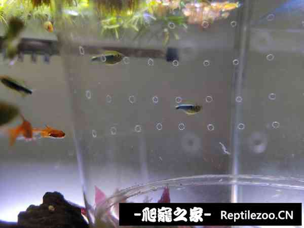 151816txa0t4xvlv9was0l.jpg