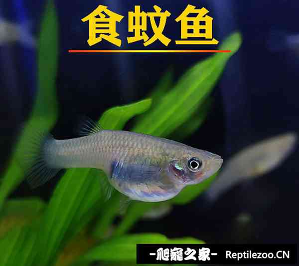 151940fa831zae73h12qaq.jpg