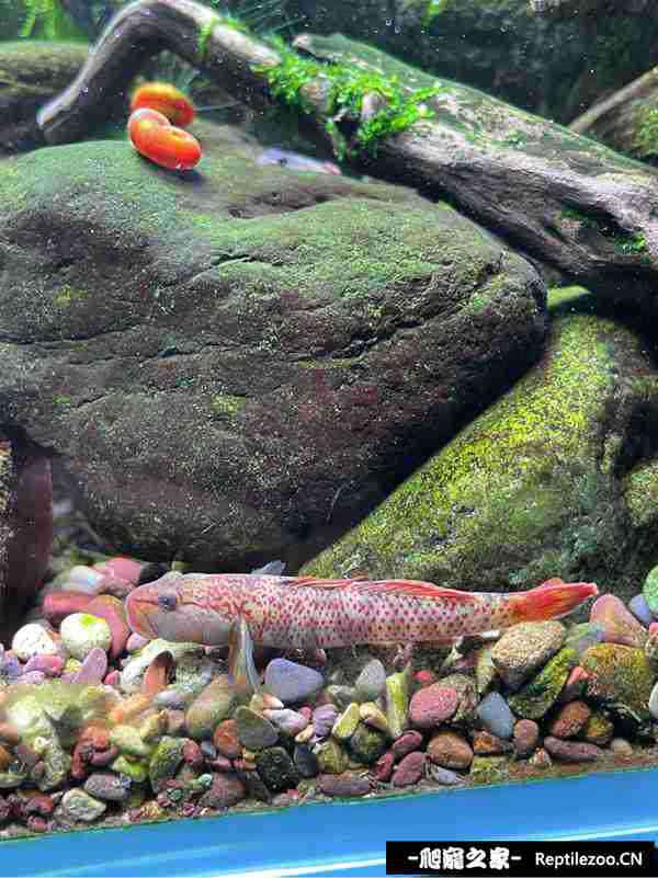 152029zeiphpwikio17oby.jpg