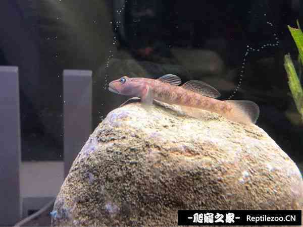 152041a9hoso0lbul3kdlq.jpg