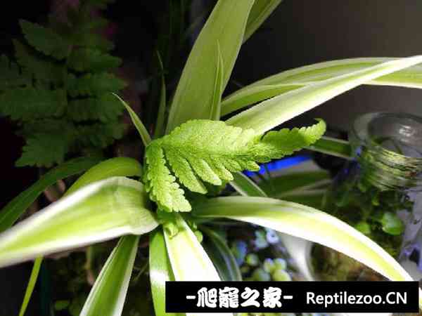 152310fsuaajll02ccwllq.jpg
