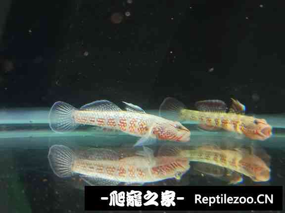 152422lnezrpev77v2nk2w.jpg