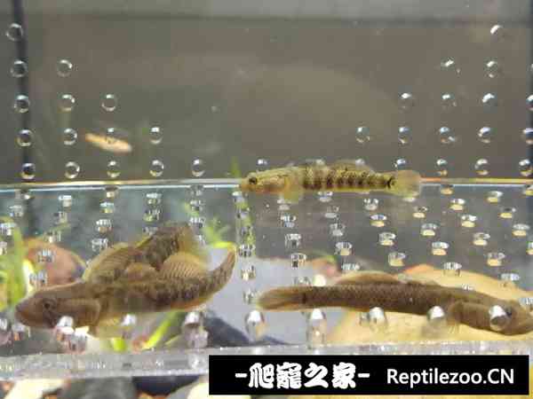 152702tfdllxlfqlolog90.jpg