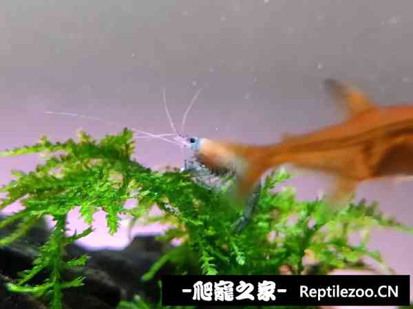 152932hltp1ojrqojqt1d7.jpg